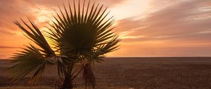 Preview wallpaper palm tree, beach, sunset, branches