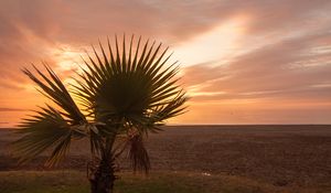 Preview wallpaper palm tree, beach, sunset, branches