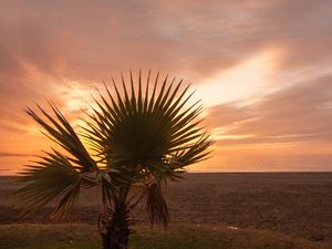 Preview wallpaper palm tree, beach, sunset, branches