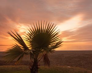 Preview wallpaper palm tree, beach, sunset, branches