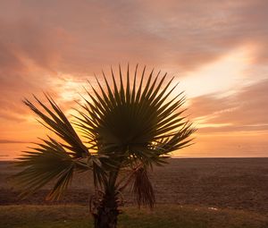 Preview wallpaper palm tree, beach, sunset, branches