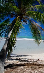 Preview wallpaper palm tree, beach, tropics, ocean, nature