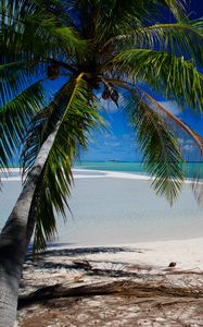 Preview wallpaper palm tree, beach, tropics, ocean, nature