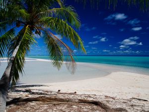 Preview wallpaper palm tree, beach, tropics, ocean, nature