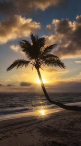 Preview wallpaper palm tree, beach, tropics, sunset