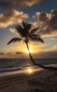 Preview wallpaper palm tree, beach, tropics, sunset