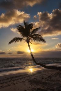 Preview wallpaper palm tree, beach, tropics, sunset