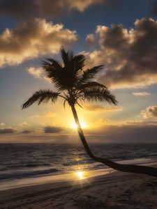 Preview wallpaper palm tree, beach, tropics, sunset