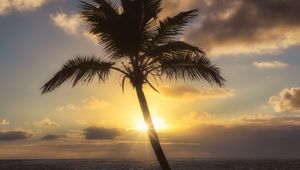 Preview wallpaper palm tree, beach, tropics, sunset