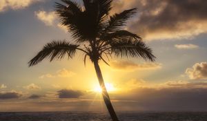 Preview wallpaper palm tree, beach, tropics, sunset