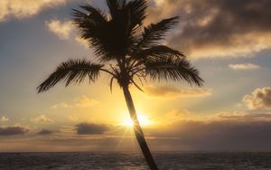 Preview wallpaper palm tree, beach, tropics, sunset