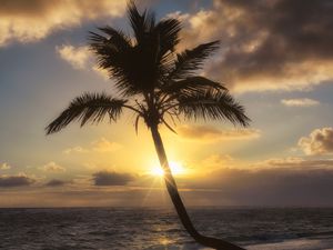 Preview wallpaper palm tree, beach, tropics, sunset