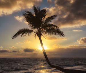 Preview wallpaper palm tree, beach, tropics, sunset