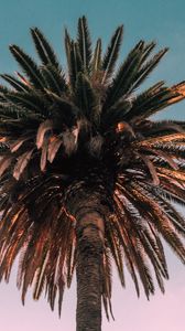 Preview wallpaper palm, tree, bottom view