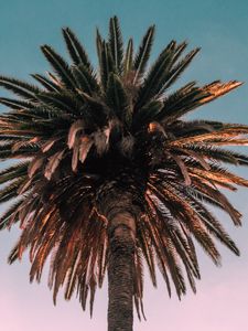 Preview wallpaper palm, tree, bottom view