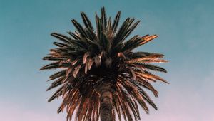 Preview wallpaper palm, tree, bottom view