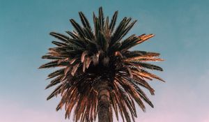 Preview wallpaper palm, tree, bottom view