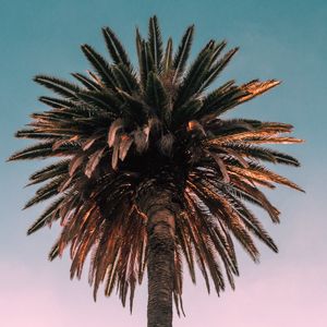 Preview wallpaper palm, tree, bottom view