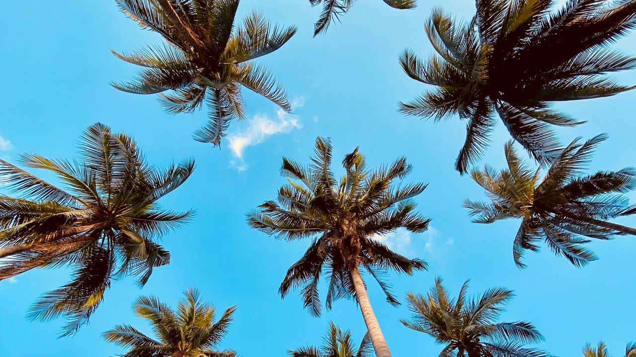 Wallpaper palm tree, bottom view, clouds