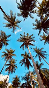 Preview wallpaper palm tree, bottom view, clouds