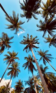 Preview wallpaper palm tree, bottom view, clouds