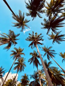 Preview wallpaper palm tree, bottom view, clouds