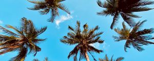 Preview wallpaper palm tree, bottom view, clouds