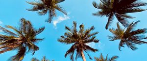 Preview wallpaper palm tree, bottom view, clouds