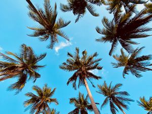 Preview wallpaper palm tree, bottom view, clouds