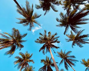 Preview wallpaper palm tree, bottom view, clouds