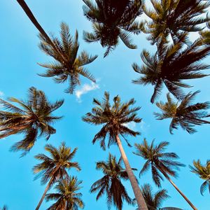 Preview wallpaper palm tree, bottom view, clouds