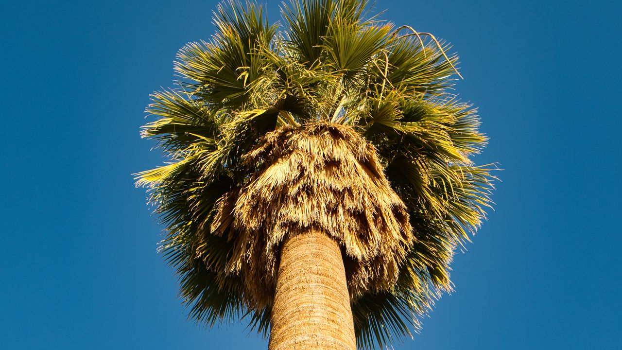 Wallpaper palm tree, bottom view, sky