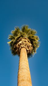 Preview wallpaper palm tree, bottom view, sky