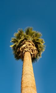 Preview wallpaper palm tree, bottom view, sky