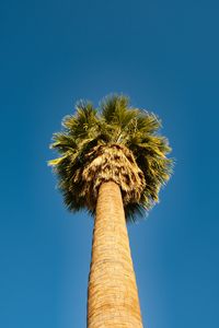 Preview wallpaper palm tree, bottom view, sky