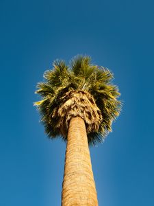 Preview wallpaper palm tree, bottom view, sky