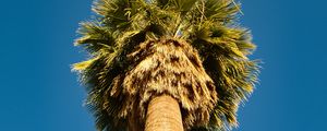 Preview wallpaper palm tree, bottom view, sky