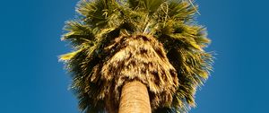 Preview wallpaper palm tree, bottom view, sky