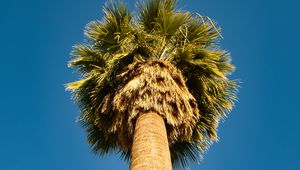 Preview wallpaper palm tree, bottom view, sky