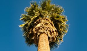 Preview wallpaper palm tree, bottom view, sky