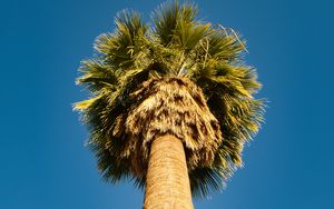 Preview wallpaper palm tree, bottom view, sky