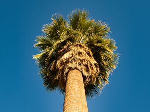 Preview wallpaper palm tree, bottom view, sky