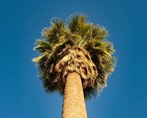 Preview wallpaper palm tree, bottom view, sky