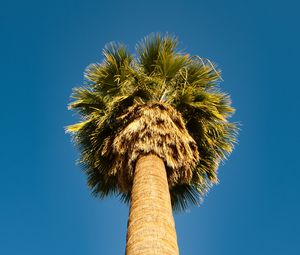 Preview wallpaper palm tree, bottom view, sky