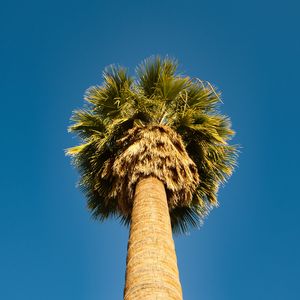 Preview wallpaper palm tree, bottom view, sky