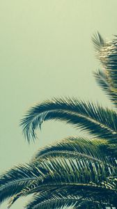 Preview wallpaper palm, tree, branch, tropics