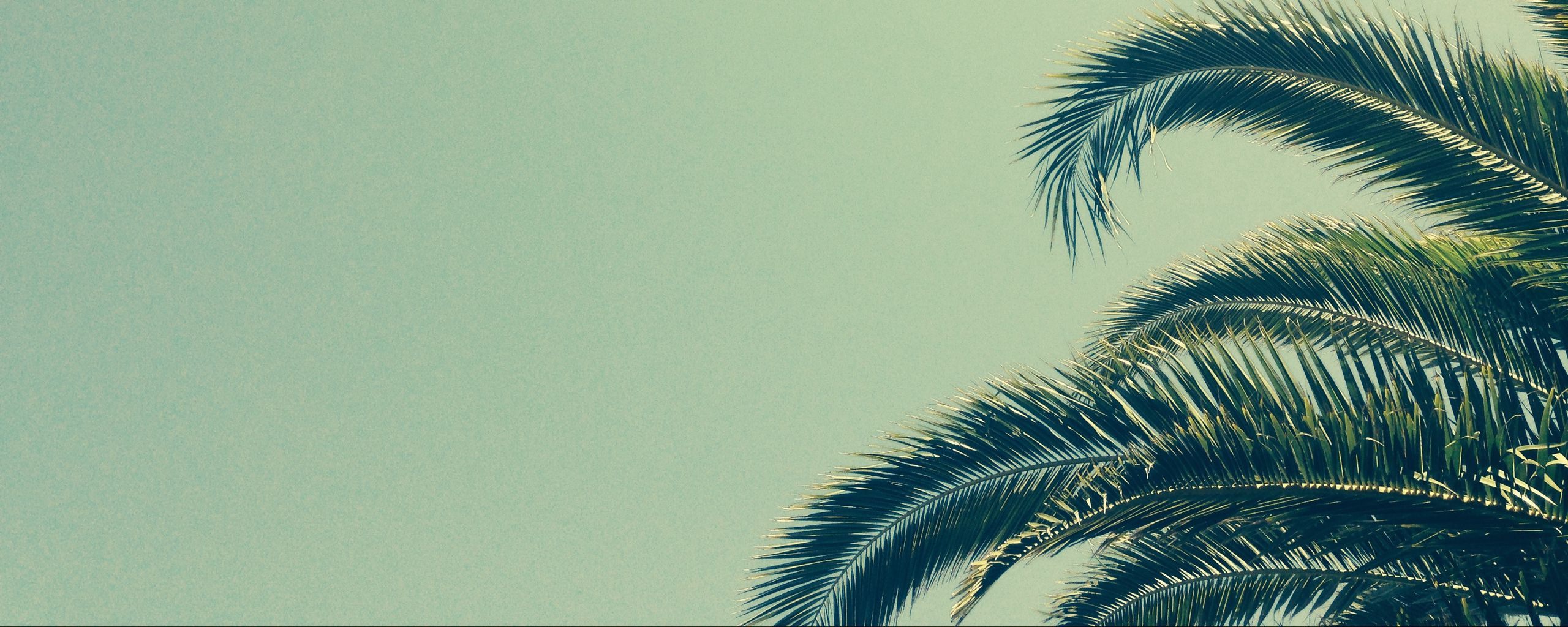 2560x1024 Wallpaper palm, tree, branch, tropics