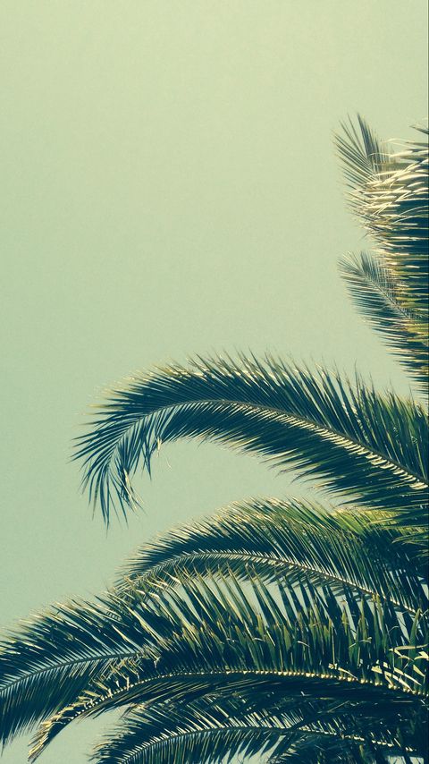 480x854 Wallpaper palm, tree, branch, tropics