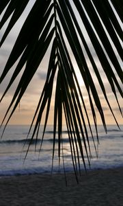 Preview wallpaper palm tree, branch, leaves, tropics, sea, beach