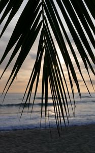 Preview wallpaper palm tree, branch, leaves, tropics, sea, beach